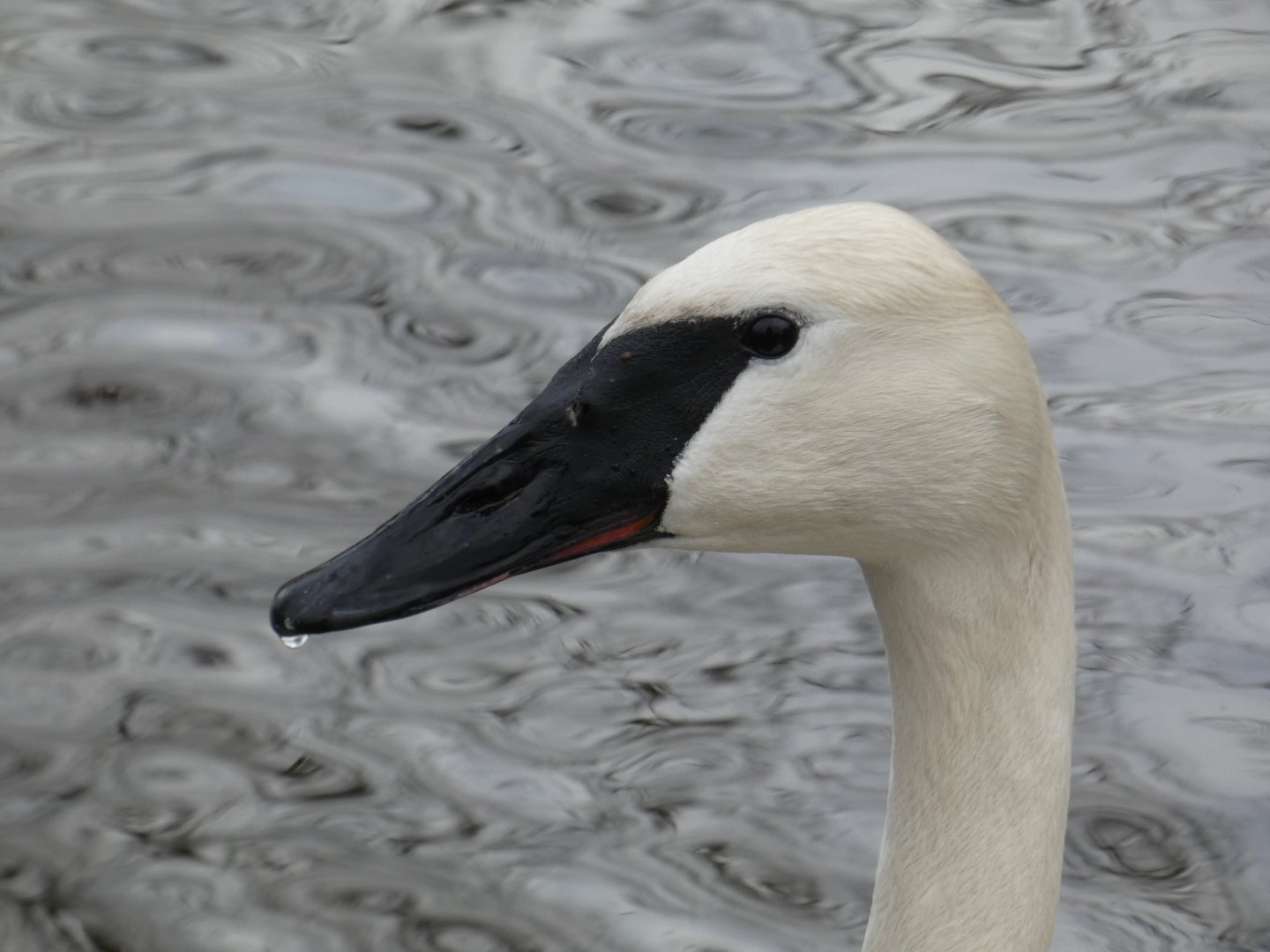 Trumpeter swan