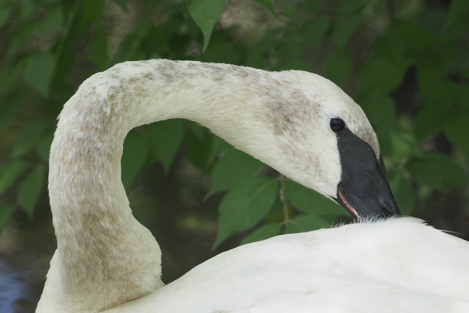 Trumpeter swan