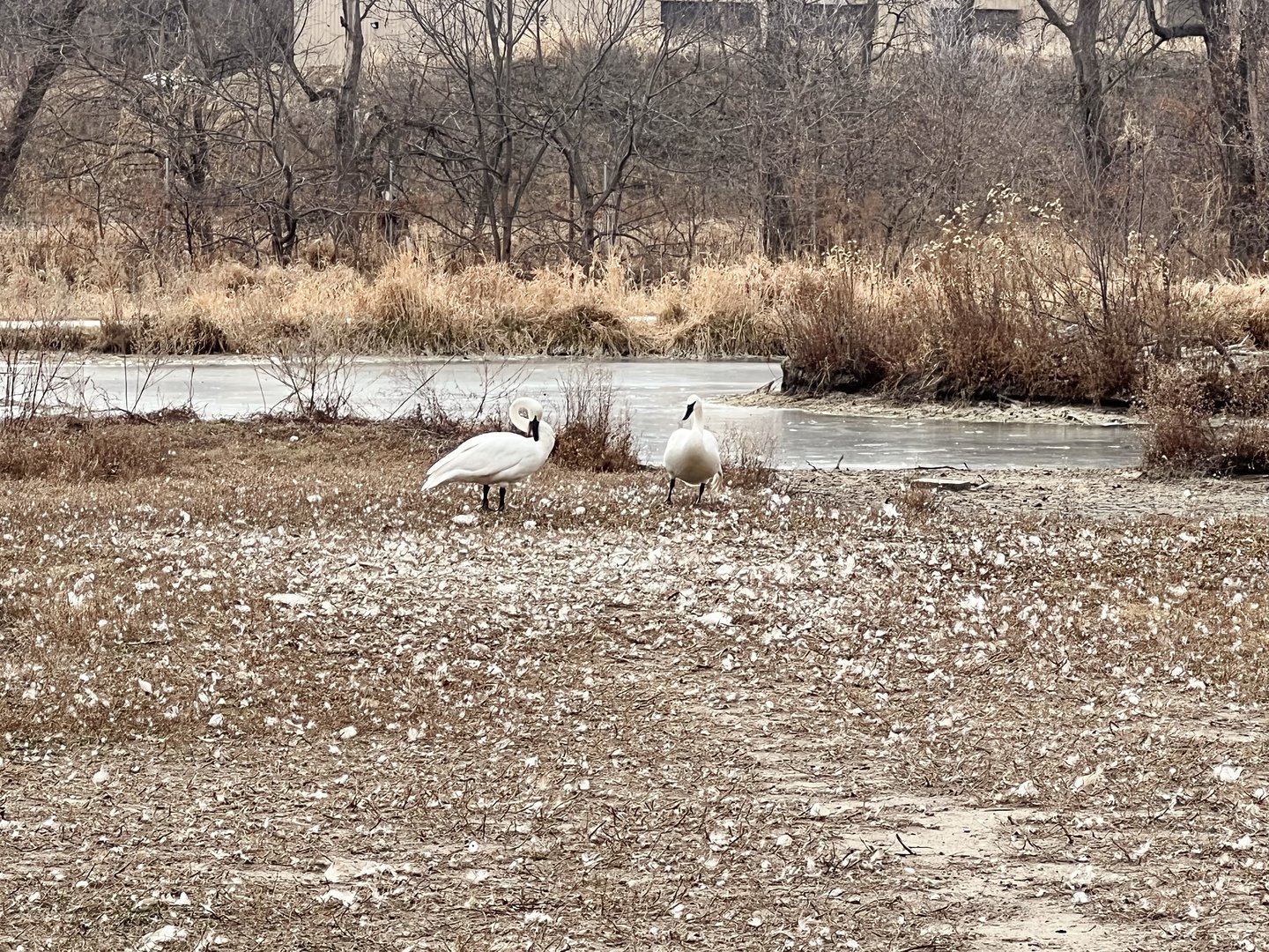 Trumpeter Swan
