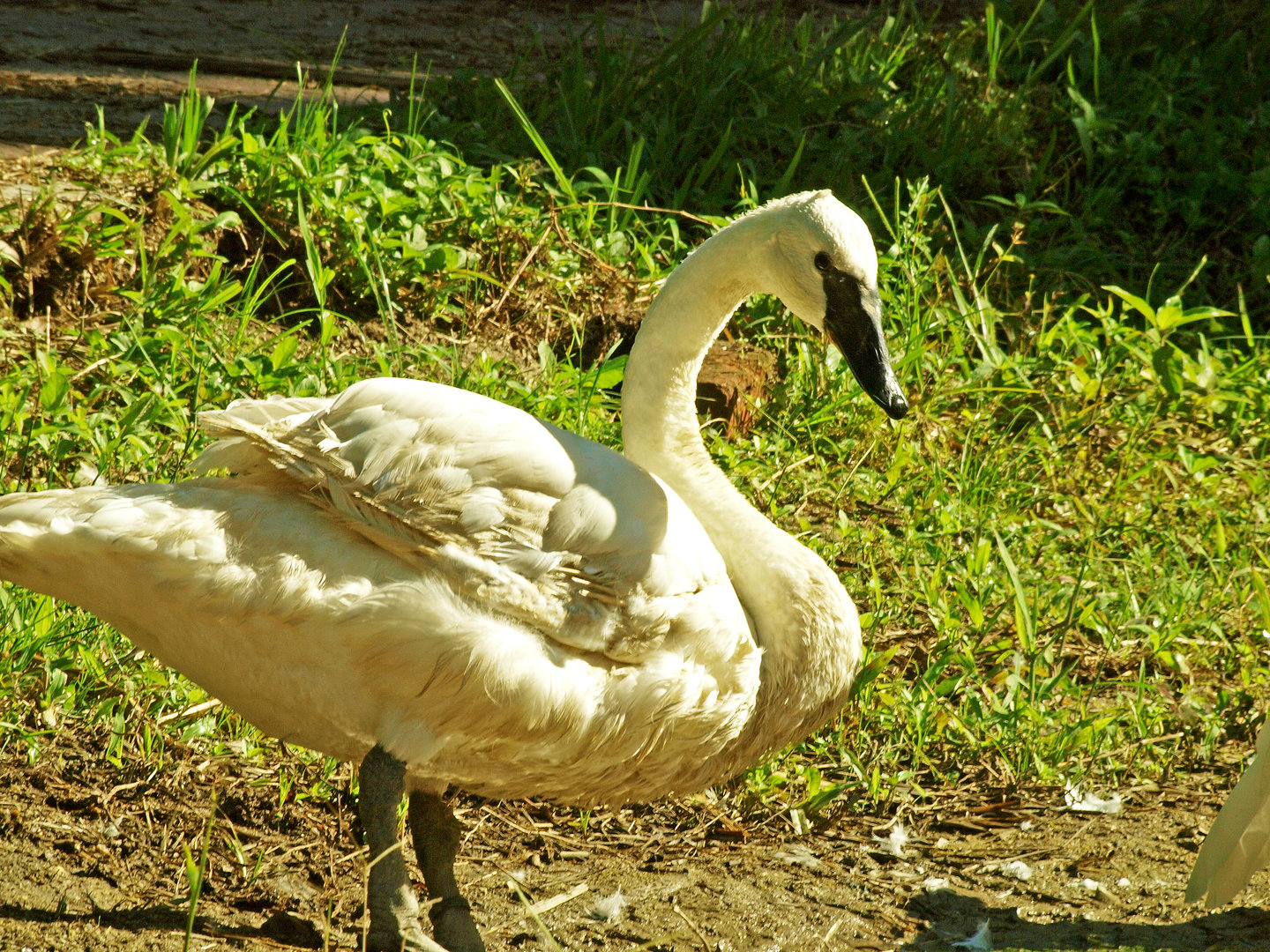 Trumpeter swan