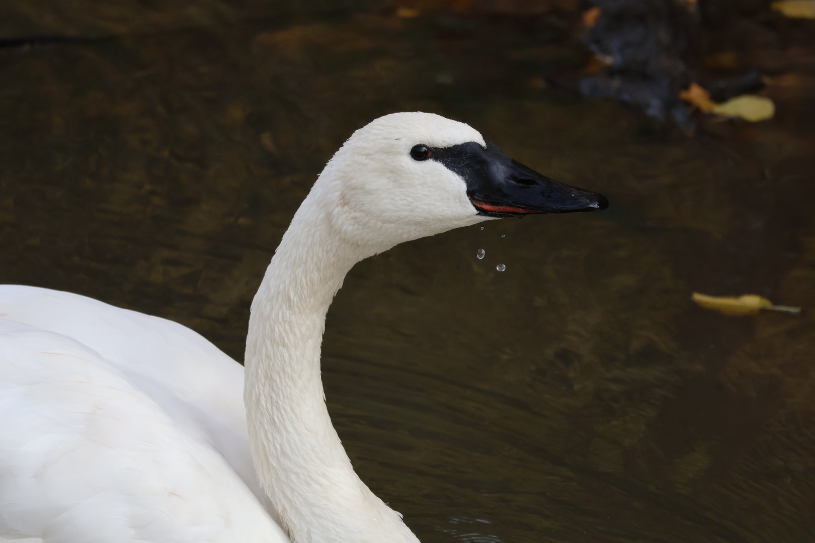 Trumpeter Swan
