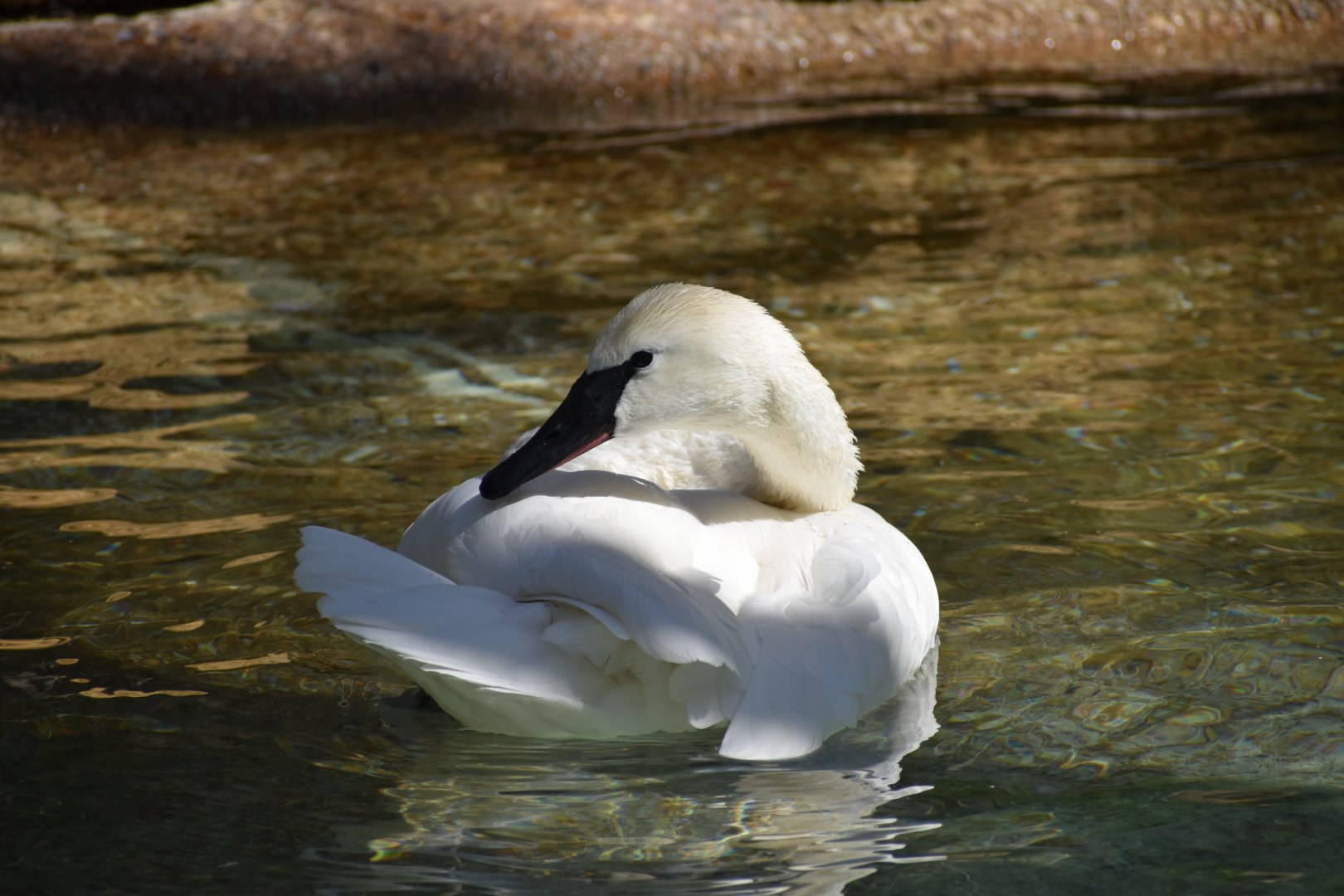 Trumpeter Swan