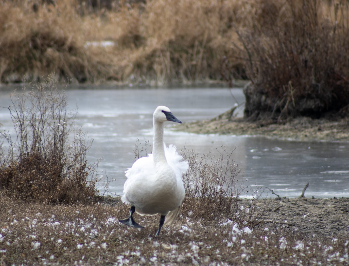 Trumpeter Swan