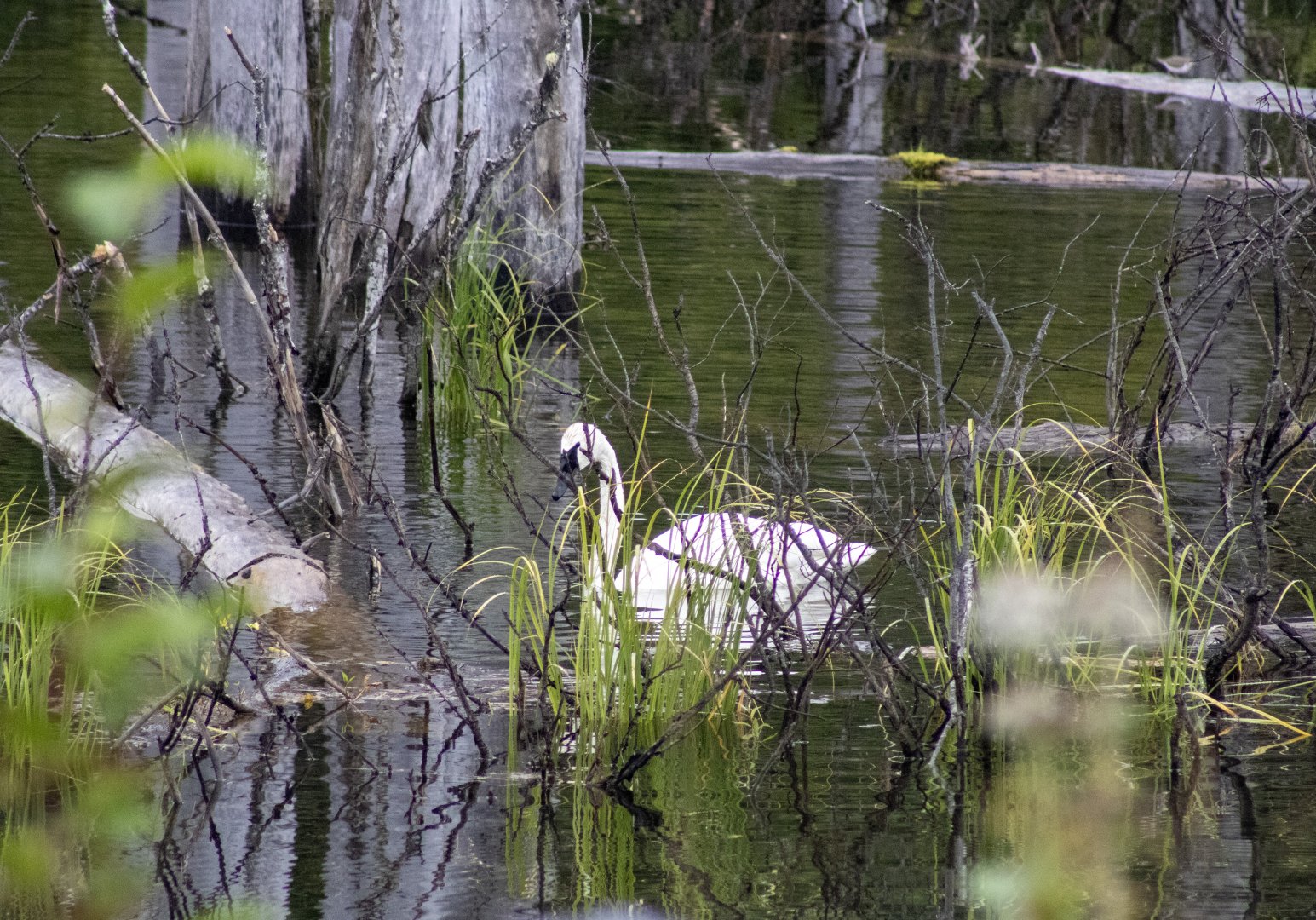 Trumpeter Swan