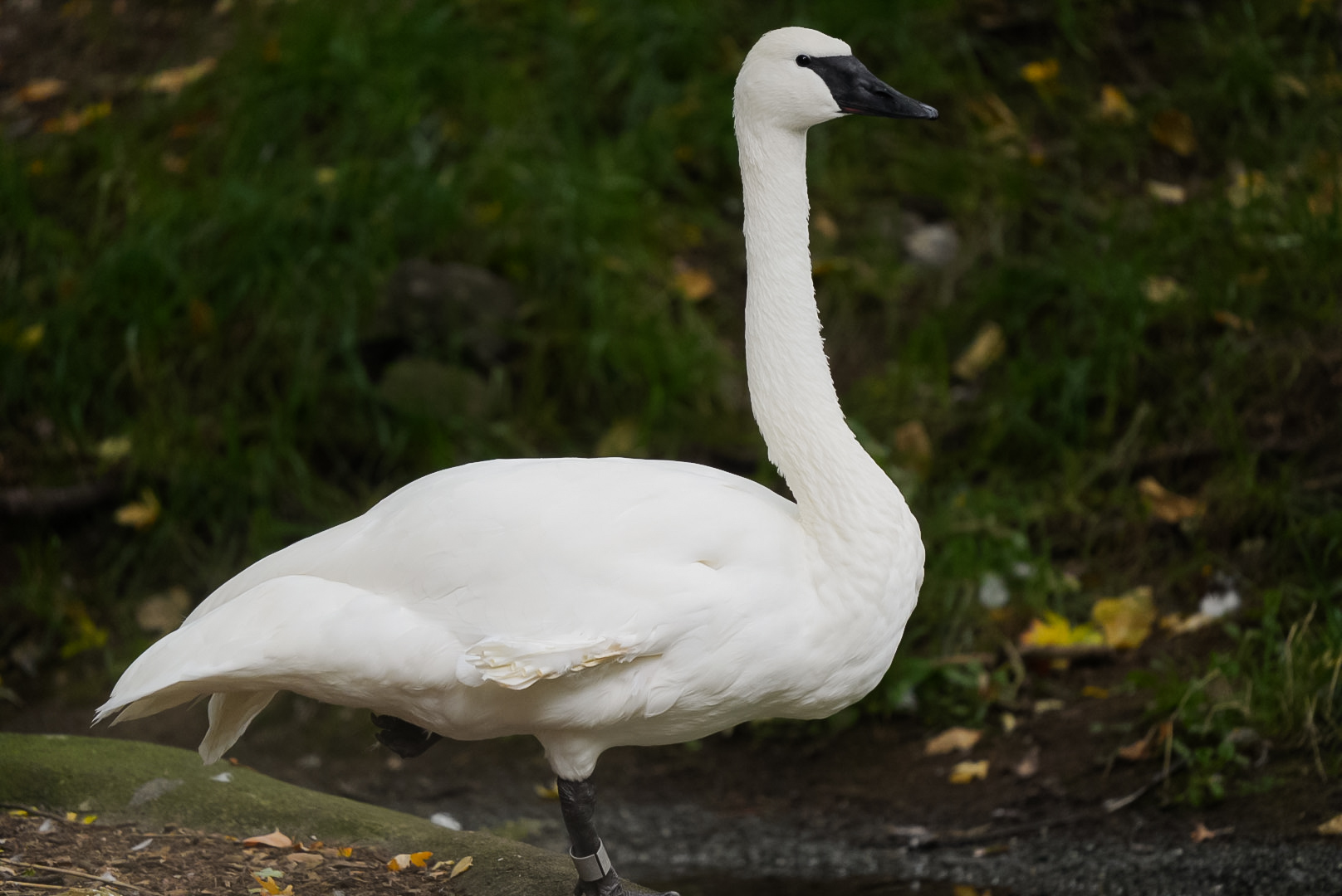 Trumpeter Swan