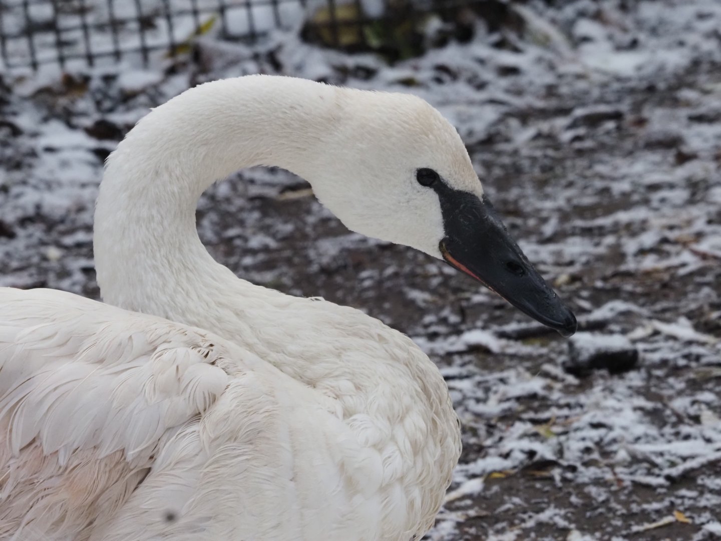 Trumpeter Swan