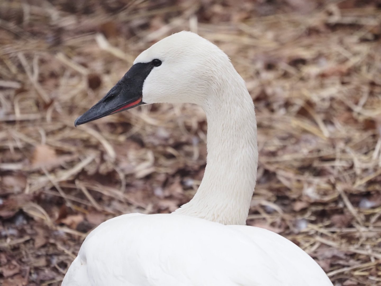 Trumpeter Swan