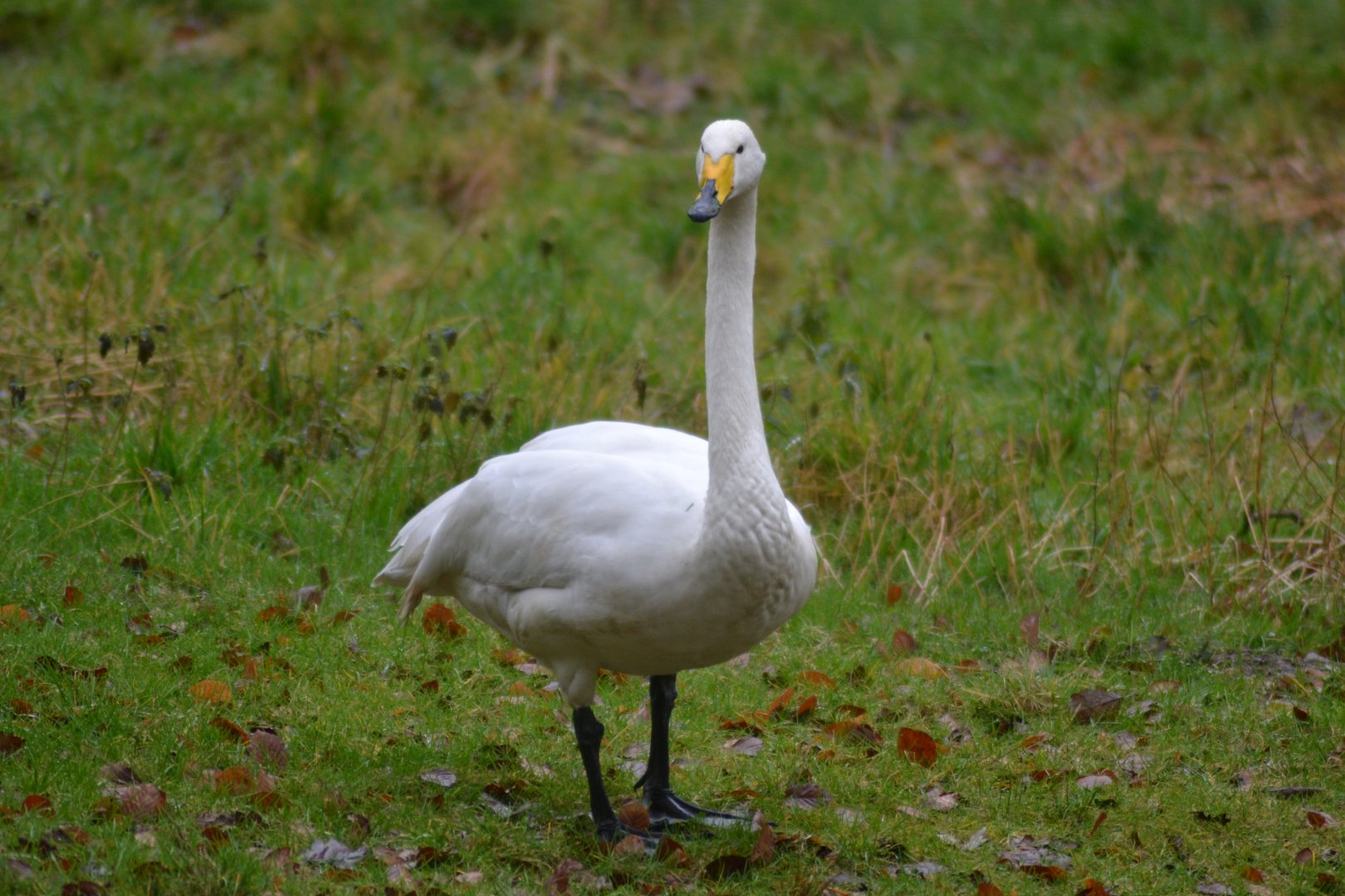 Trumpeter swan