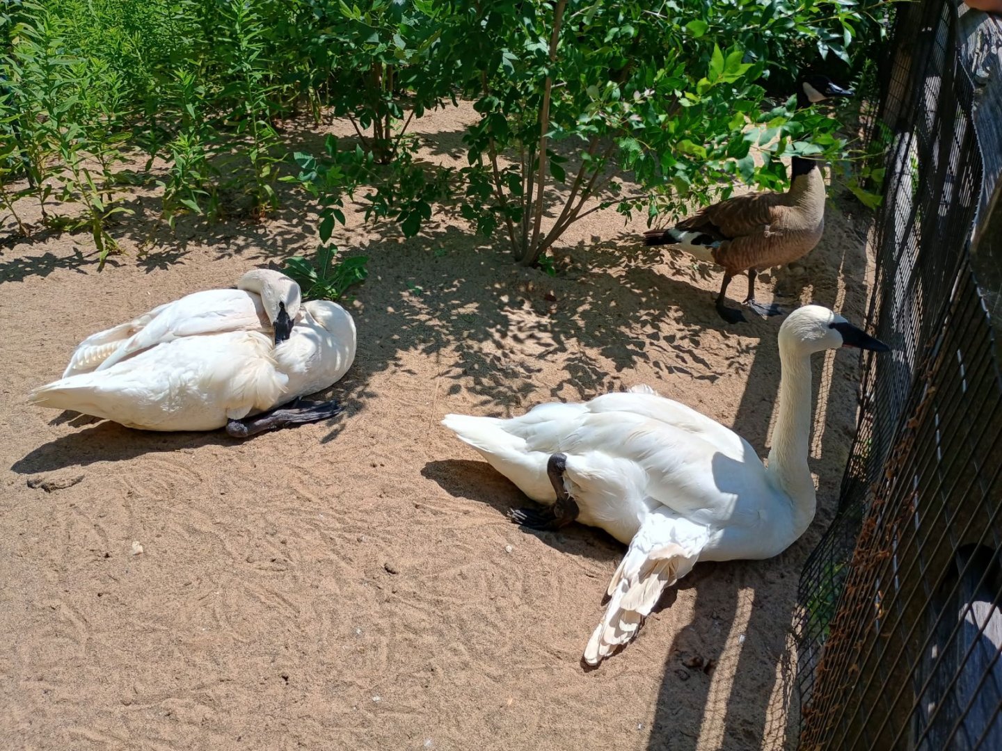 Trumpeter Swans (7/6/24)