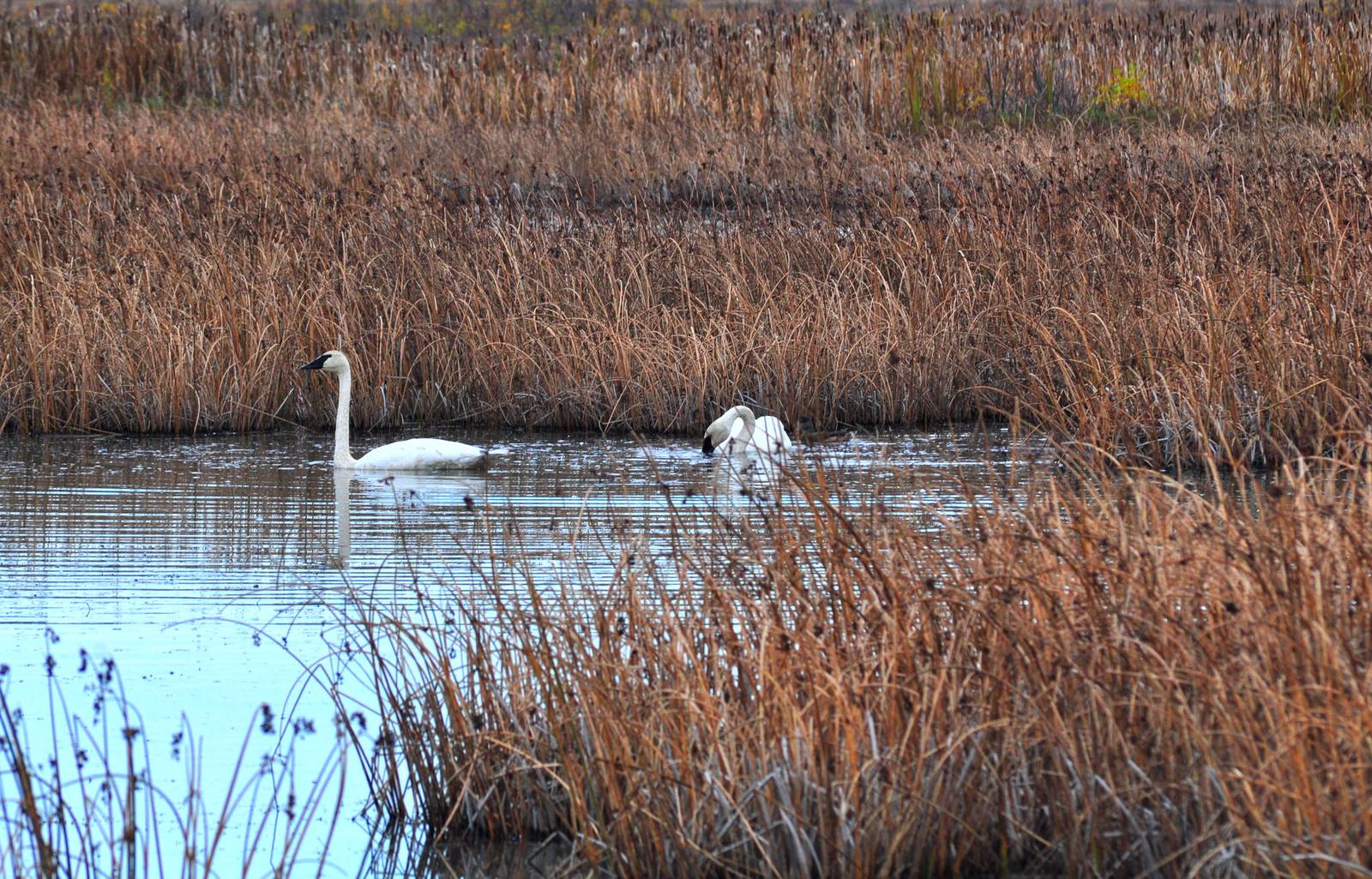 Trumpeter Swans - Alaska