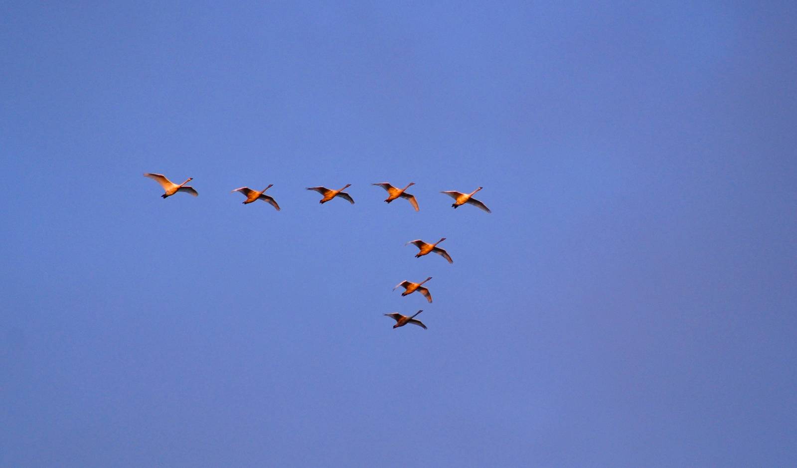 Trumpeter Swans - Alaska