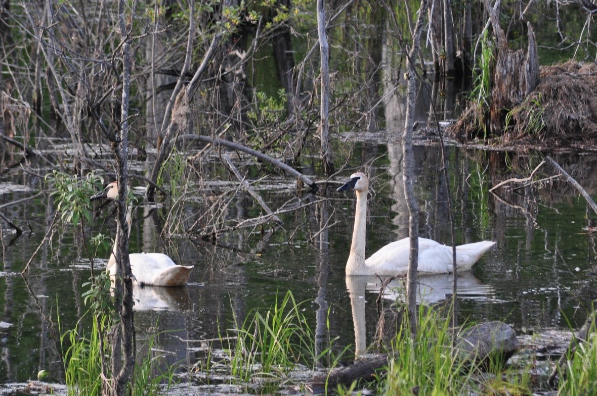 Trumpeter Swans - Alaska