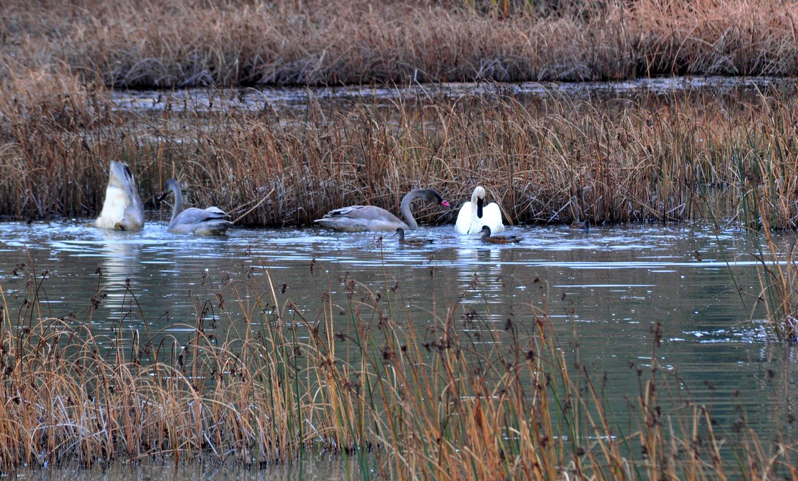 Trumpeter Swans and American Wigeons - Alaska