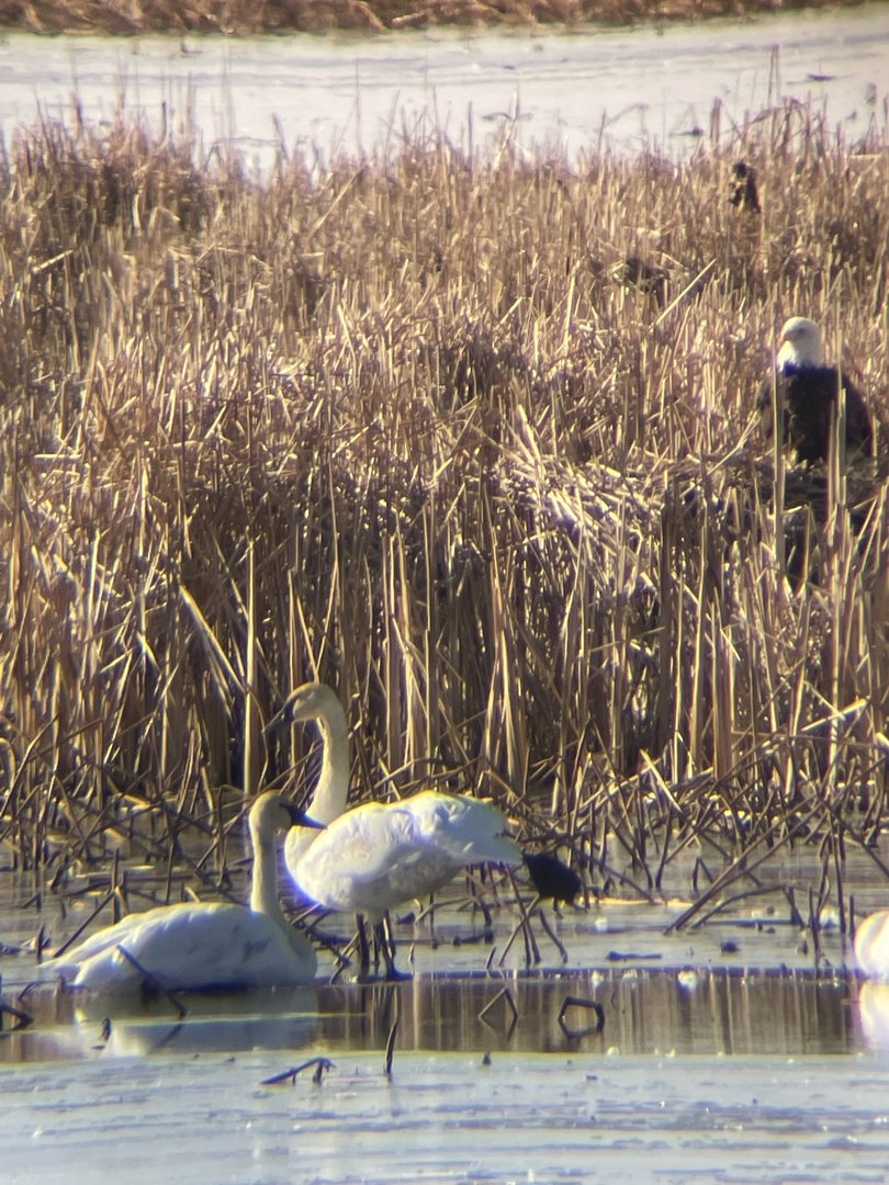 Trumpeter Swans and Bald Eagle