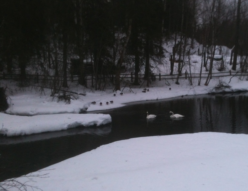 Trumpeter Swans and Mallards.