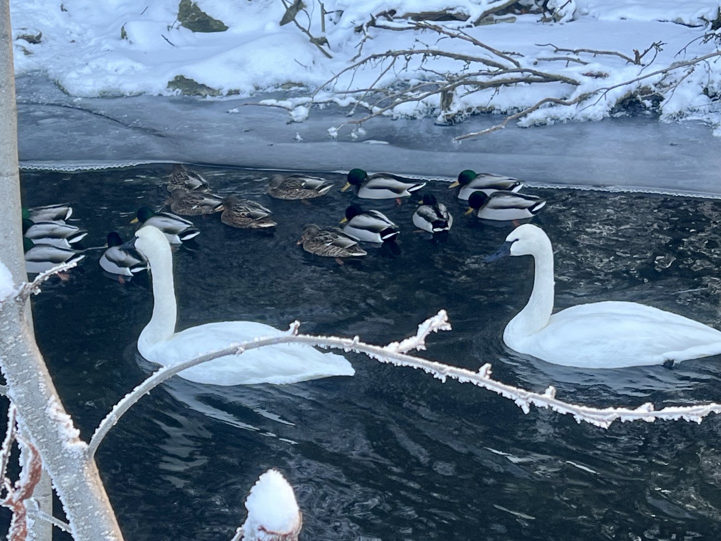 Trumpeter Swans and Mallards