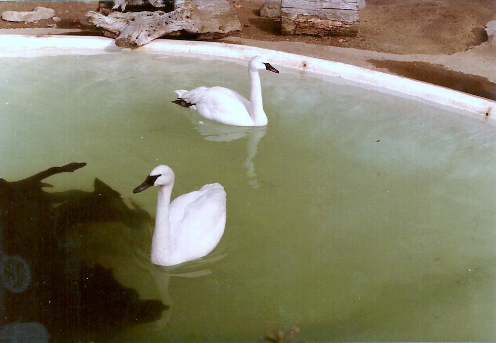 Trumpeter Swans - Circa 1982