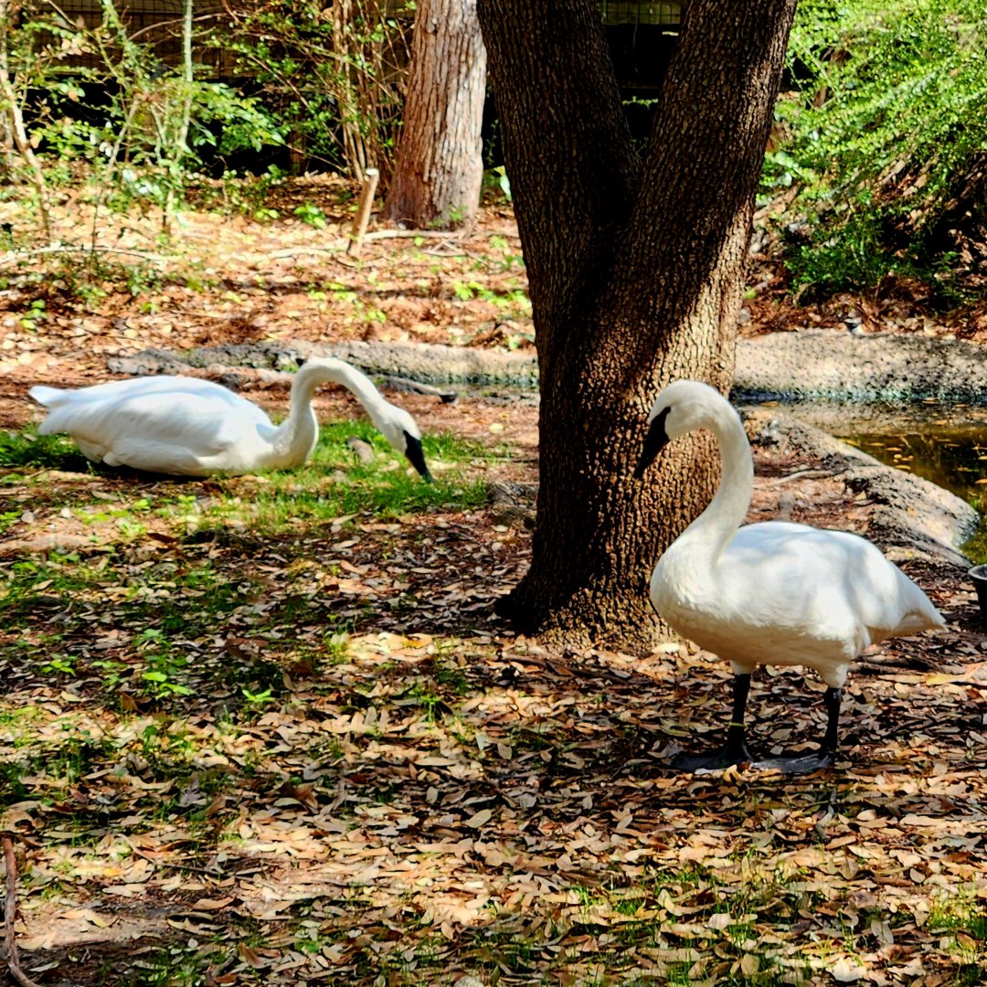 Trumpeter Swans (Cygnus buccinator)
