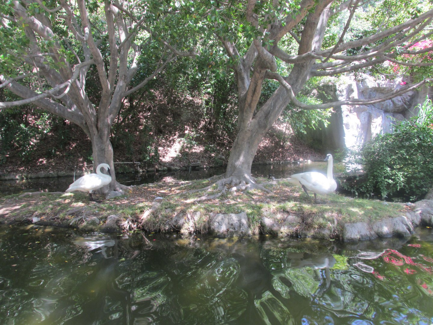 Trumpeter swans Los Angeles zoo 2017