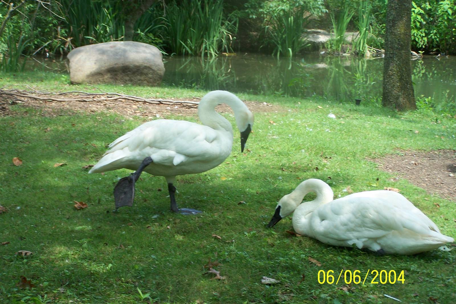 Trumpeter Swans ~ North America