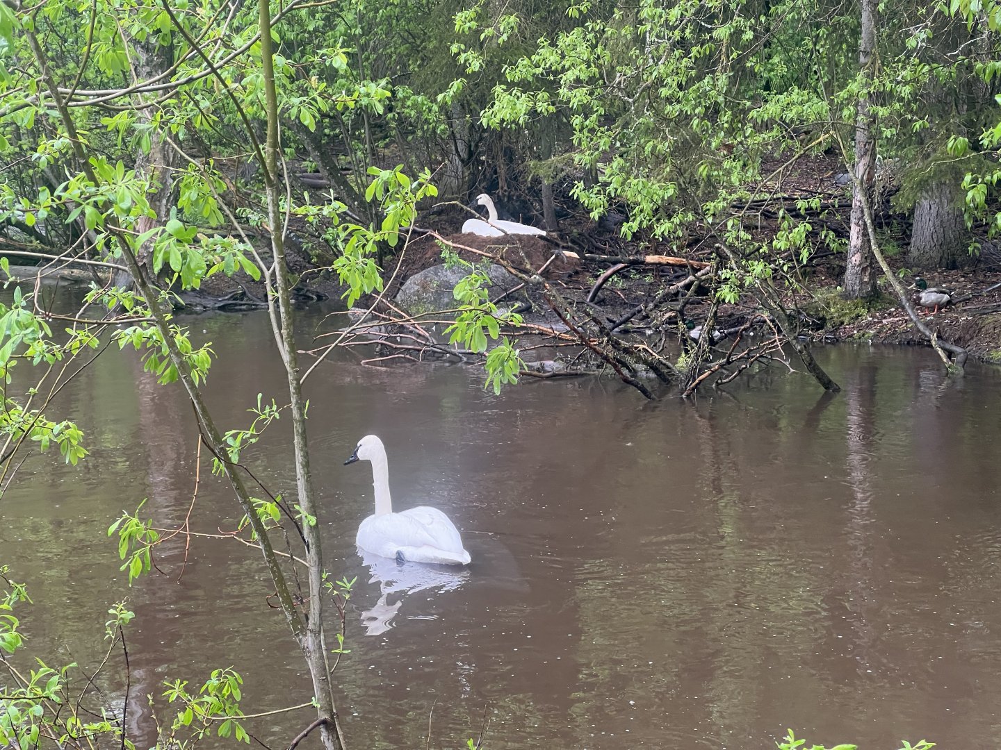 Trumpeter Swans on Campbell Creek