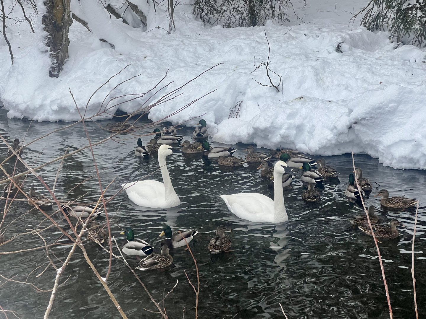 Trumpeter Swans with wild Mallards