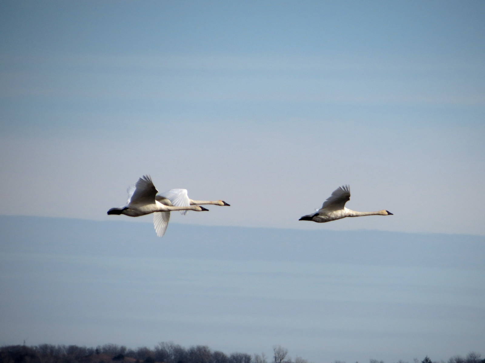 Trumpeter Swans