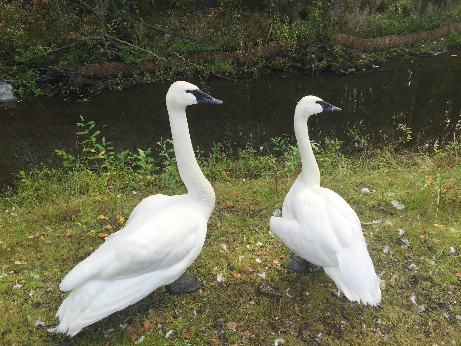 Trumpeter Swans