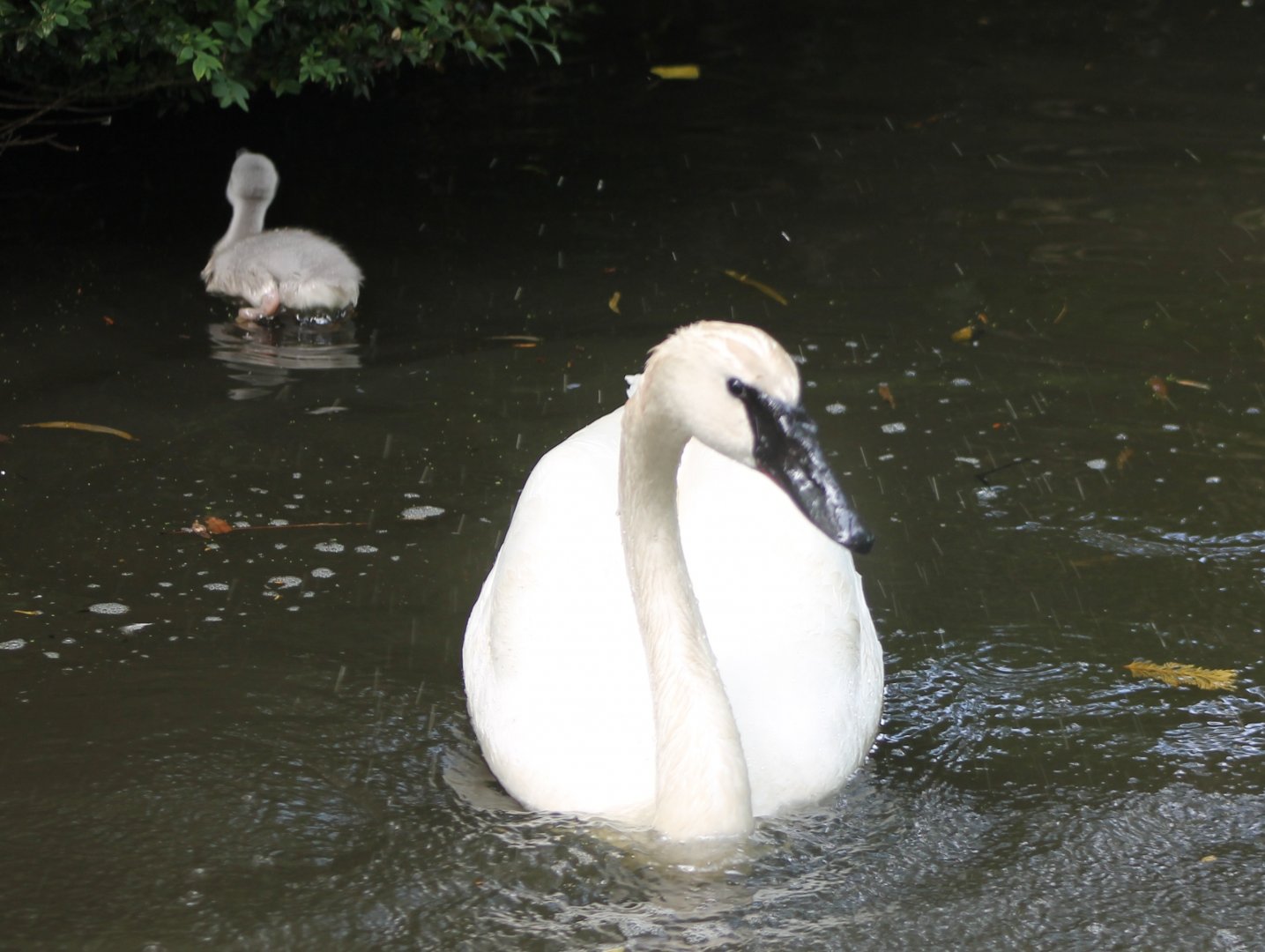 Trumpeter swans