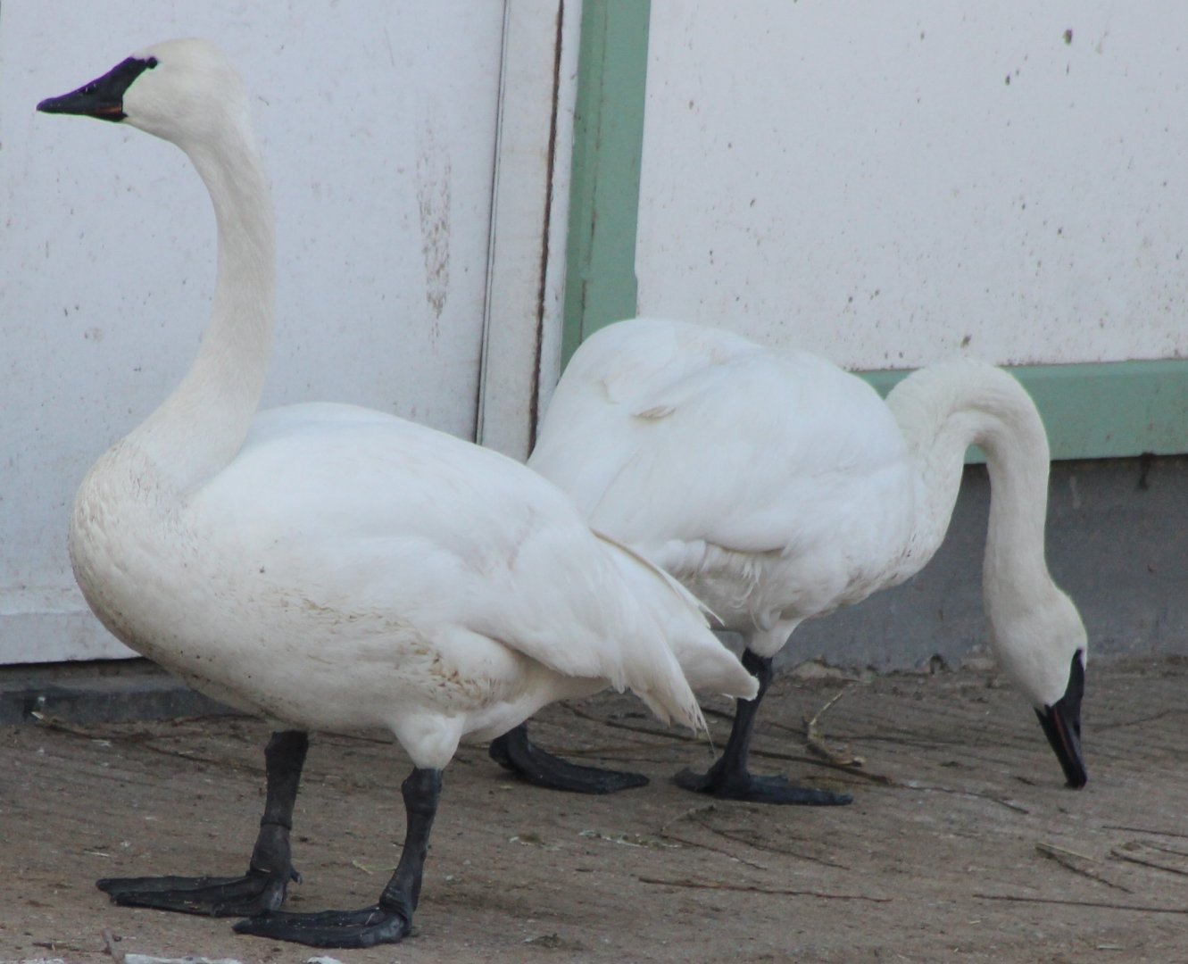 Trumpeter swans