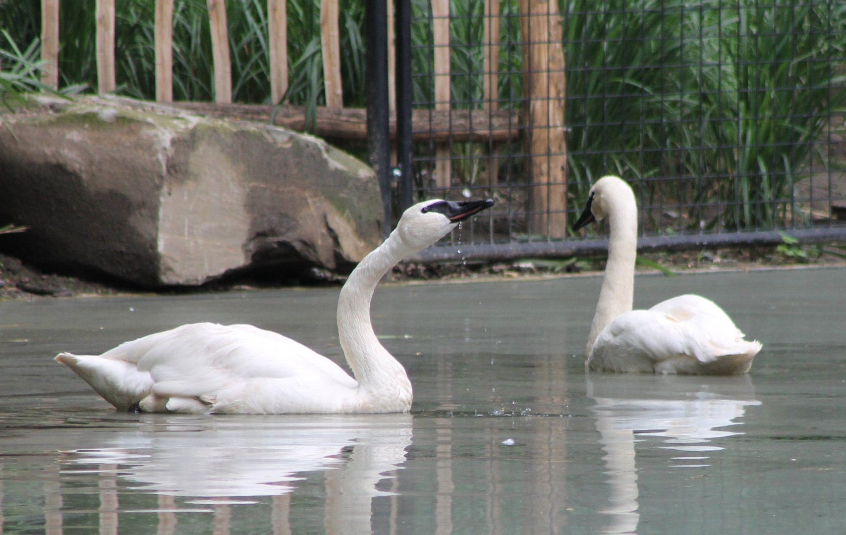 Trumpeter swans