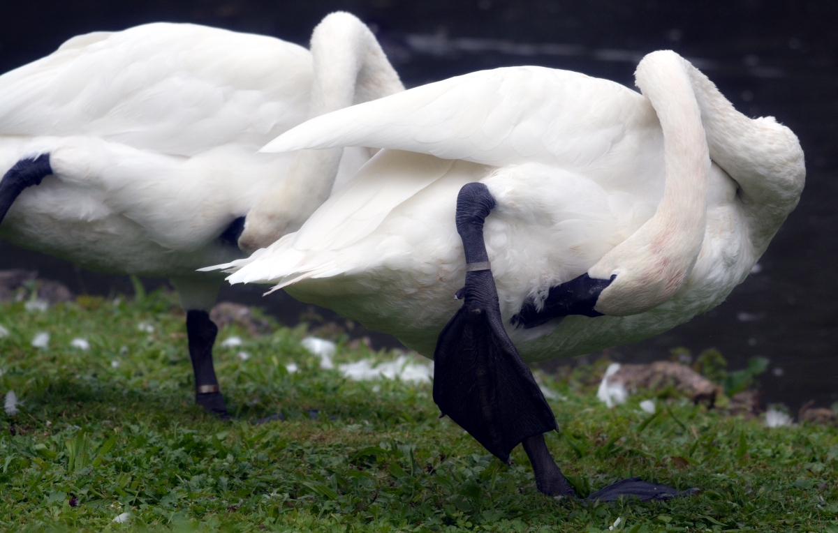 Trumpeter swans