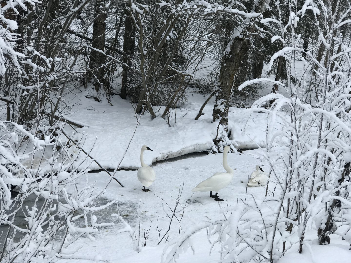 Trumpeter Swans