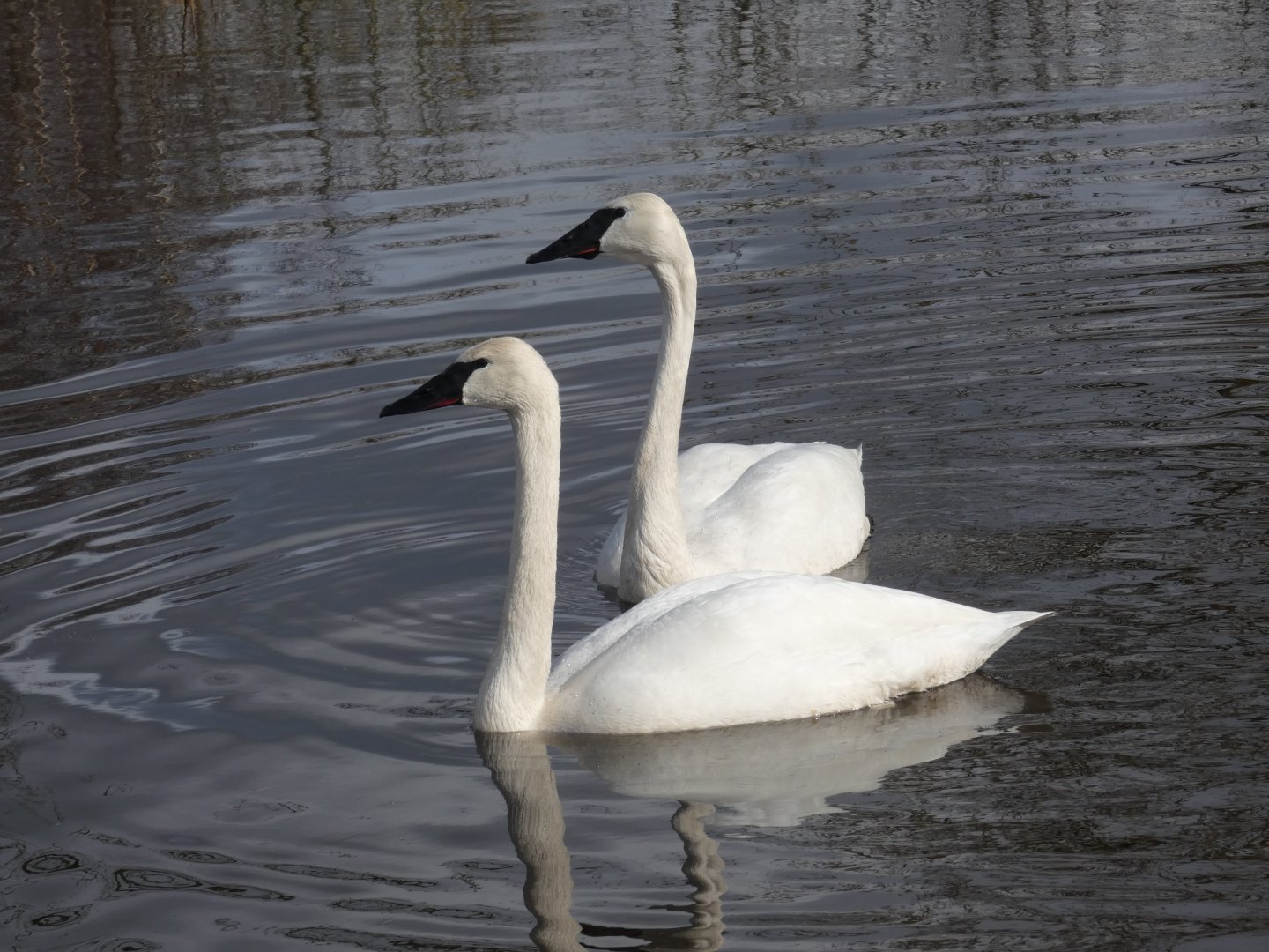 Trumpeter swans