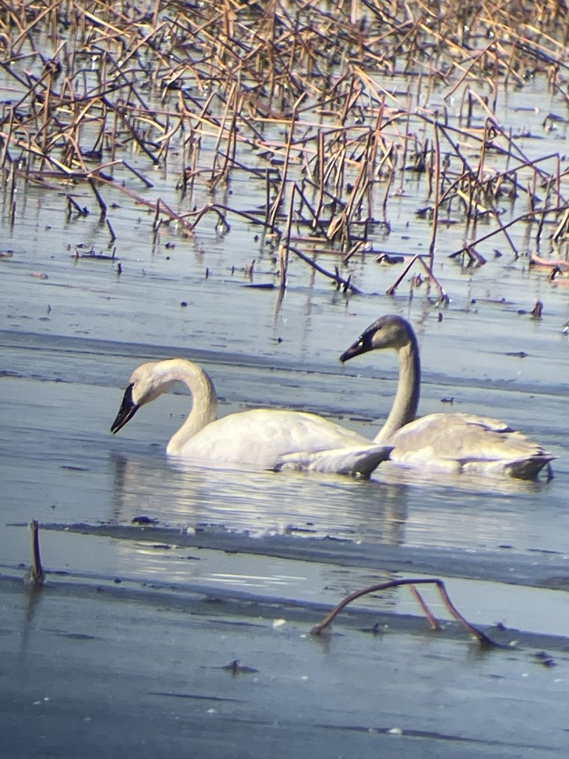 Trumpeter Swans