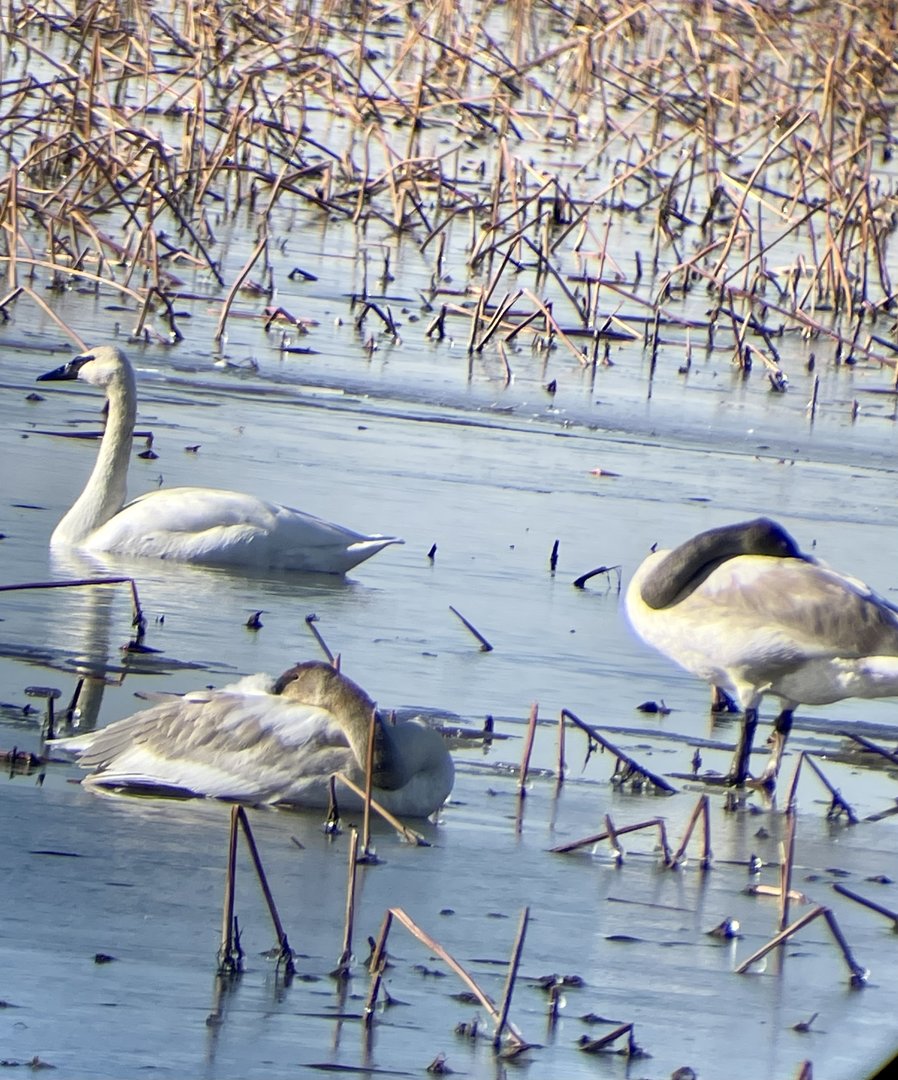 Trumpeter Swans