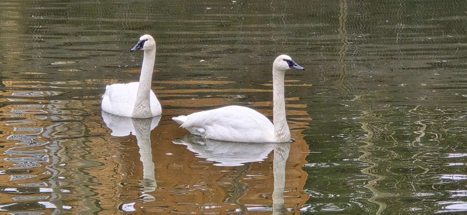 Trumpeter swans