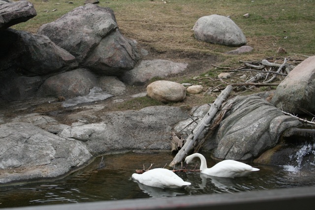 Trumpeter Swans