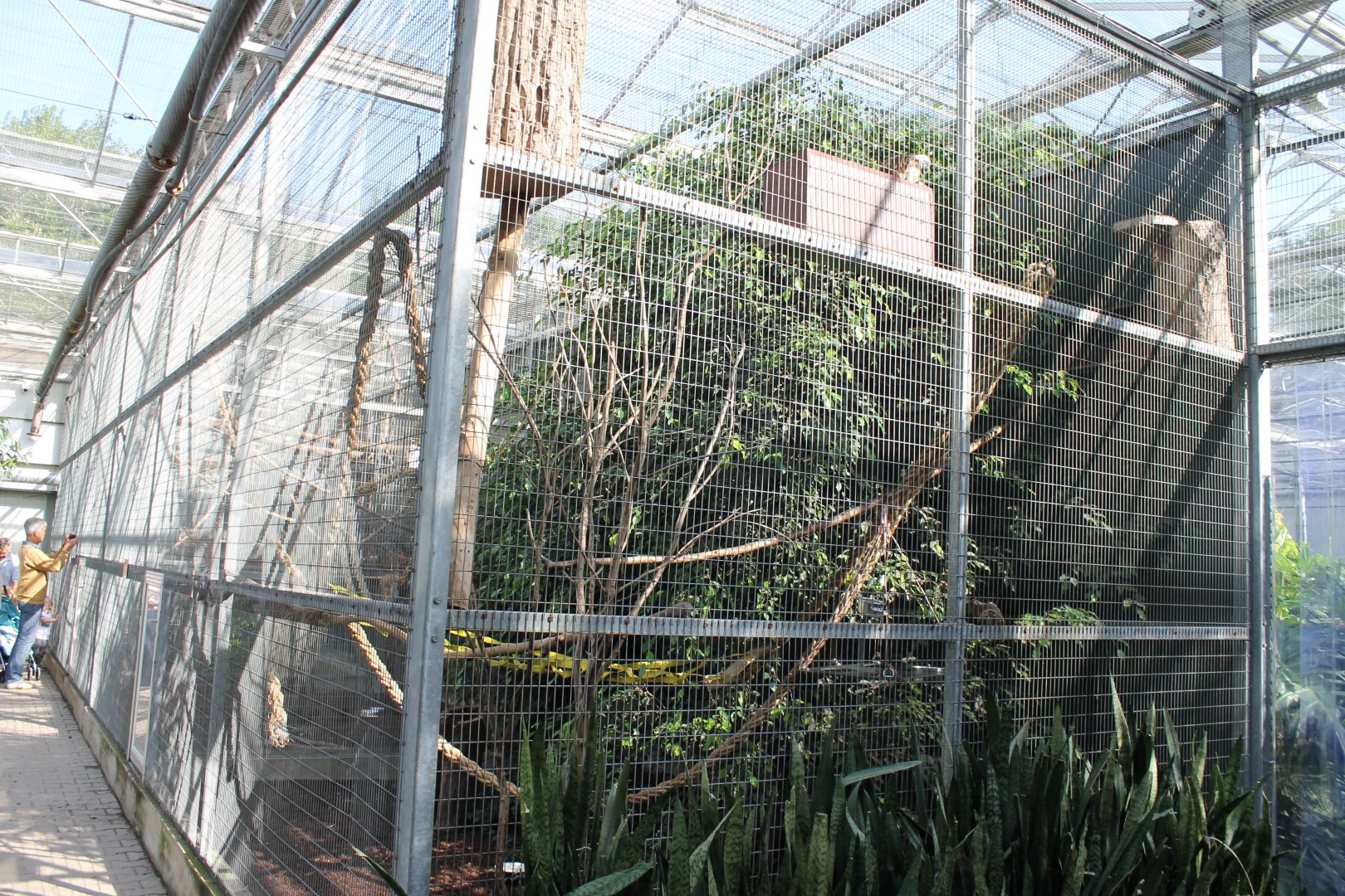 Trumpeter - Tamarin Enclosure