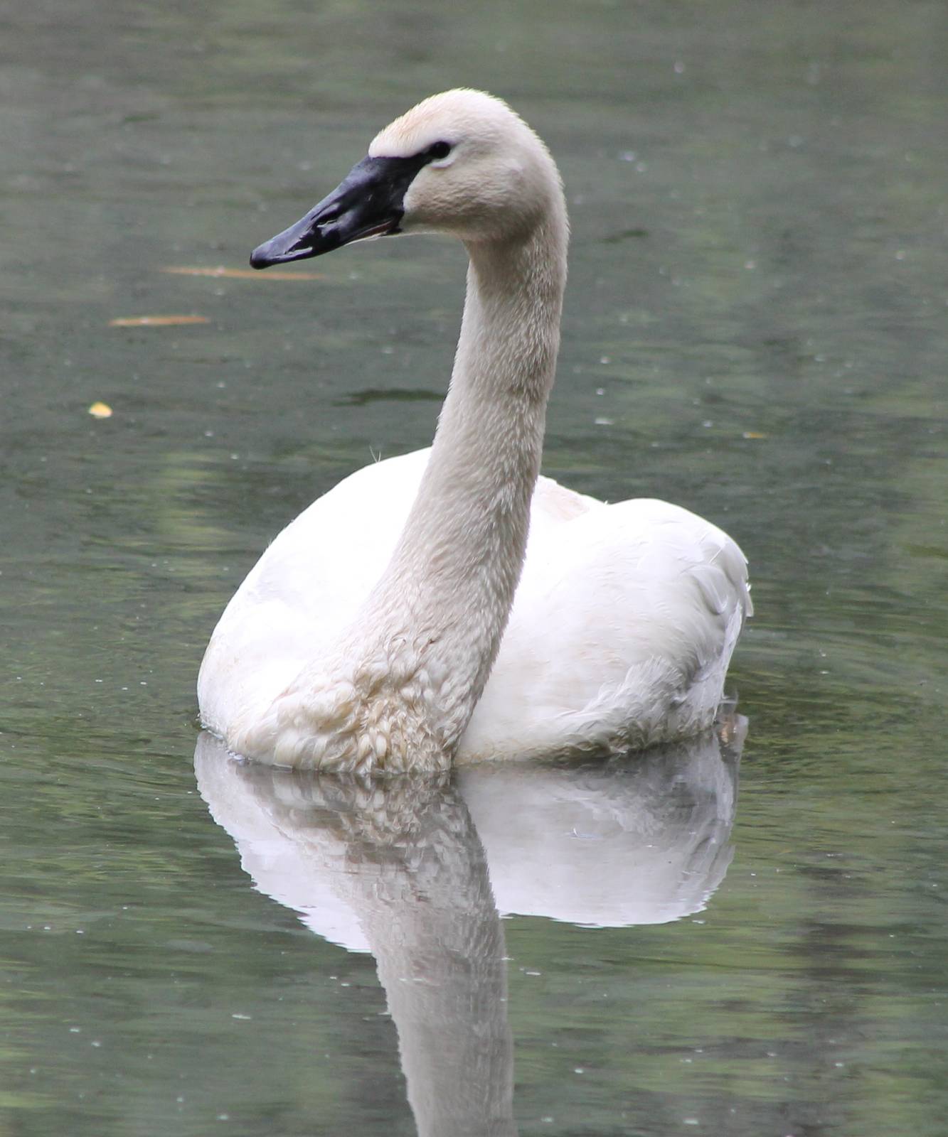 Trumpeterswan