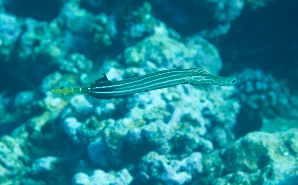 Trumpetfish (Aulostomus chinensis)