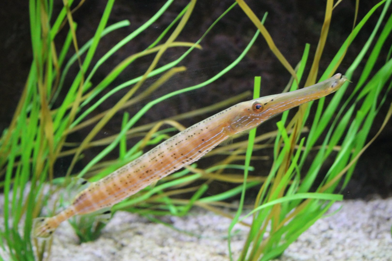Trumpetfish (Aulostomus maculatus)