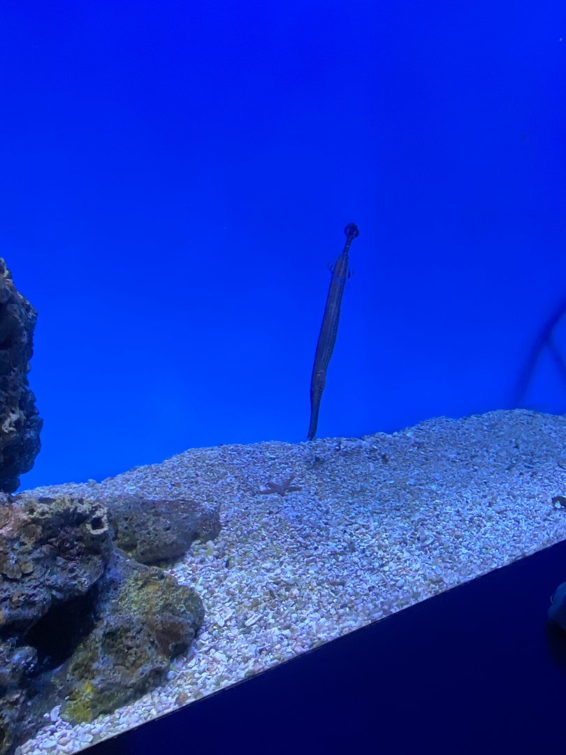 Trumpetfish being Trumpetfish