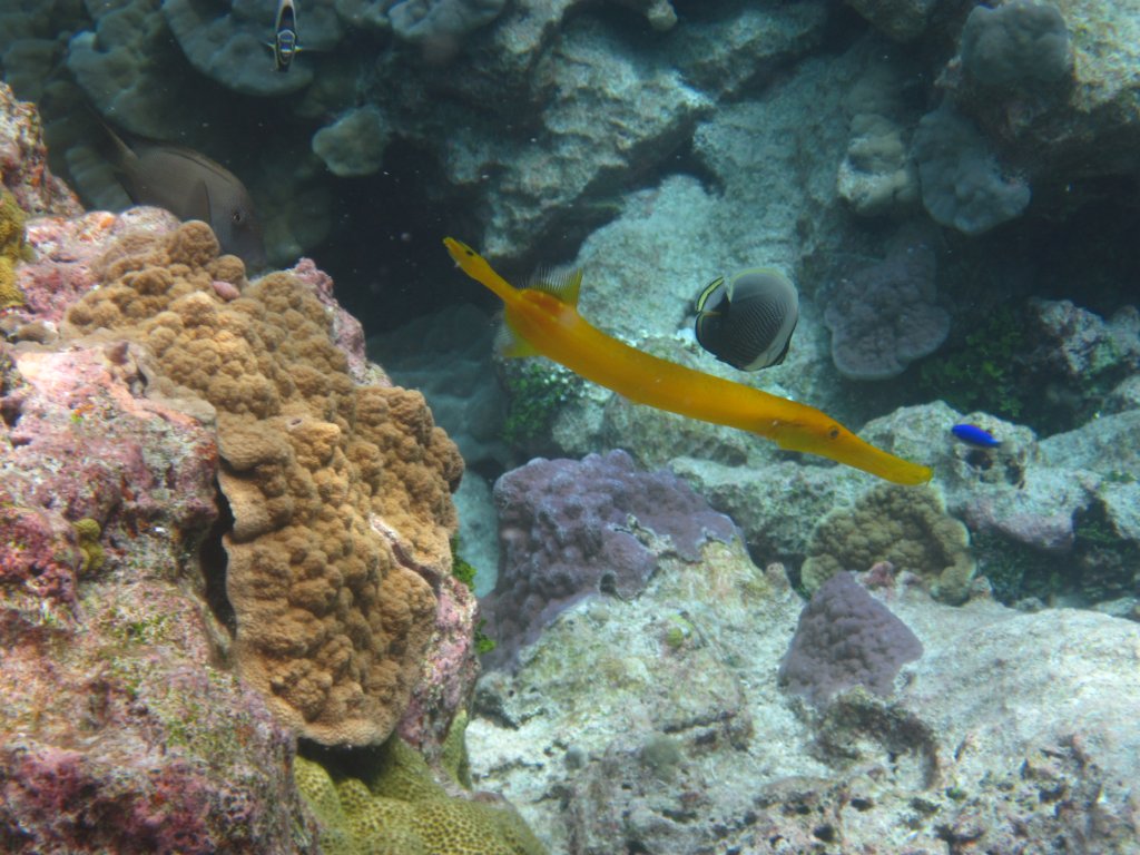 Trumpetfish - gold variation