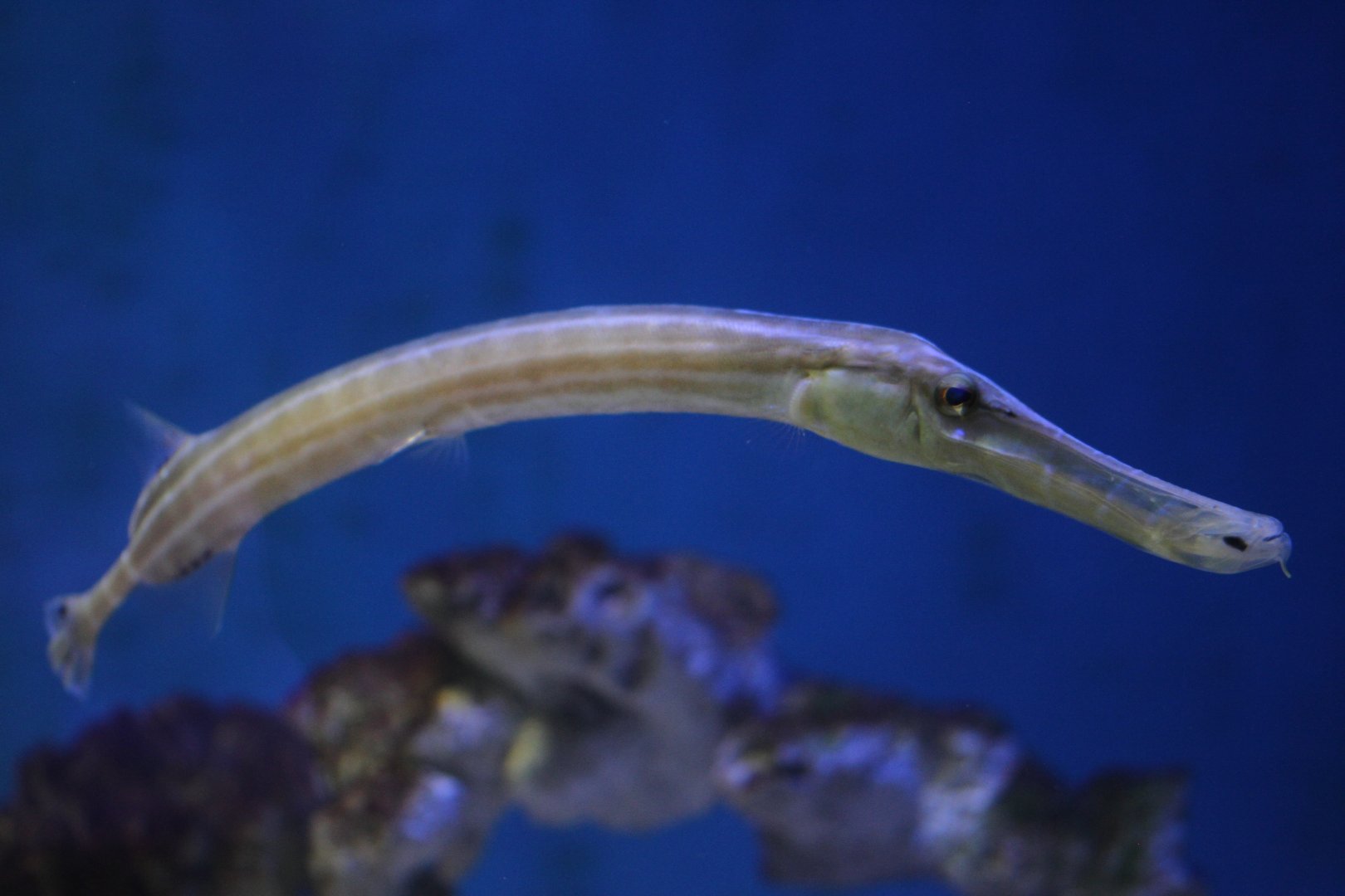 Trumpetfish (guessing Aulostomus chinensis)