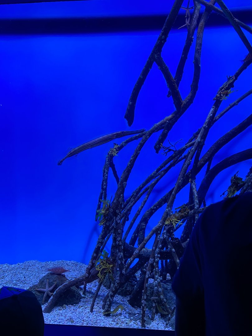 Trumpetfish, Sea Horse, and Sea Star