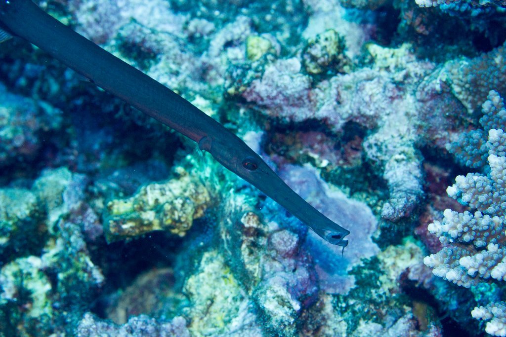 Trumpetfish