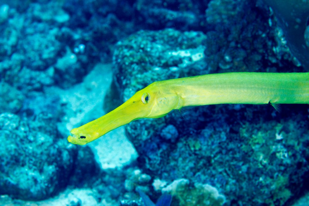 Trumpetfish