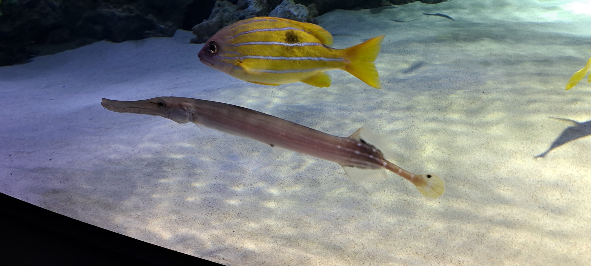 Trumpetfish