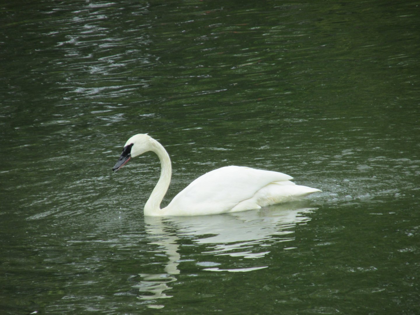 Trumpheter swan
